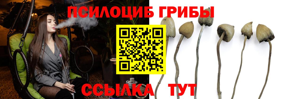 Псилоцибиновые грибы Psilocybine cubensis Абакан